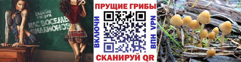 купить  цена  Красный Холм  Галлюциногенные грибы мухоморы 
